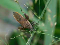 Physomerus grossipes