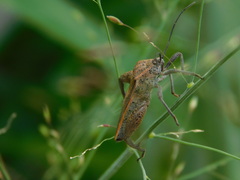 Physomerus grossipes