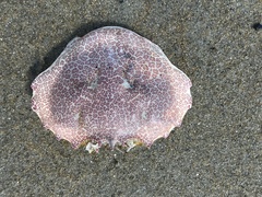 Ovalipes ocellatus