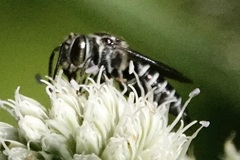 Megachilini