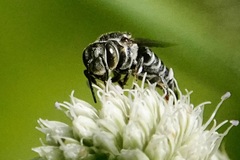 Megachilini
