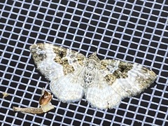 Epirrhoe alternata