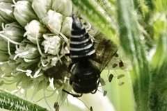 Megachilini