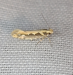 Ornativalva erubescens