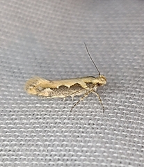 Ornativalva erubescens