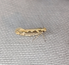 Ornativalva erubescens