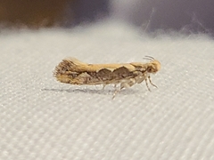 Ornativalva erubescens