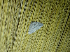 Nepytia pellucidaria