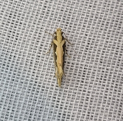 Ornativalva erubescens