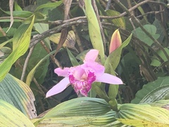 Sobralia