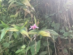 Sobralia