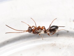 Gelis tenellus