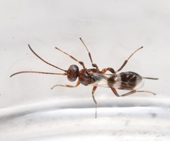 Gelis tenellus