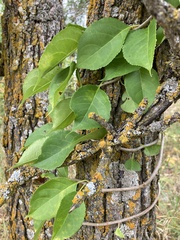 Celastrus scandens