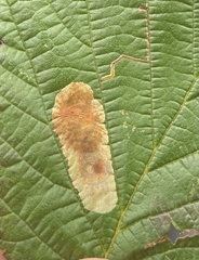 Cameraria corylisella