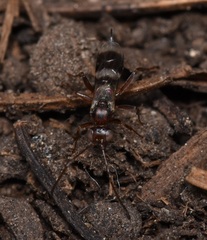 Gelis tenellus