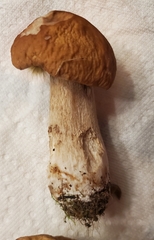 Boletus nobilissimus