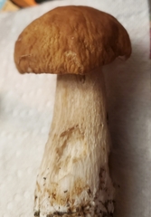 Boletus nobilissimus