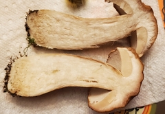Boletus nobilissimus