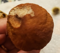 Boletus nobilissimus