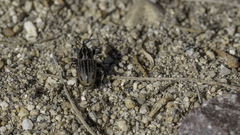 Sphenophorus australis