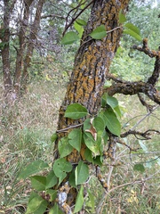 Celastrus scandens