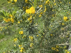 Genista linifolia