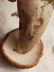 Boletus nobilissimus