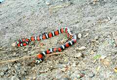 Lampropeltis abnorma