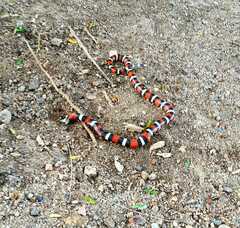 Lampropeltis abnorma