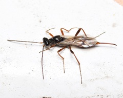 Proctotrupidae