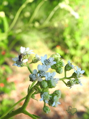 Verbesina microptera