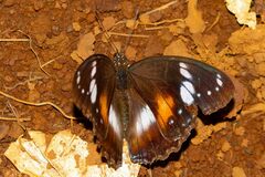 Hypolimnas bolina nerina