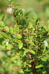 Buxus