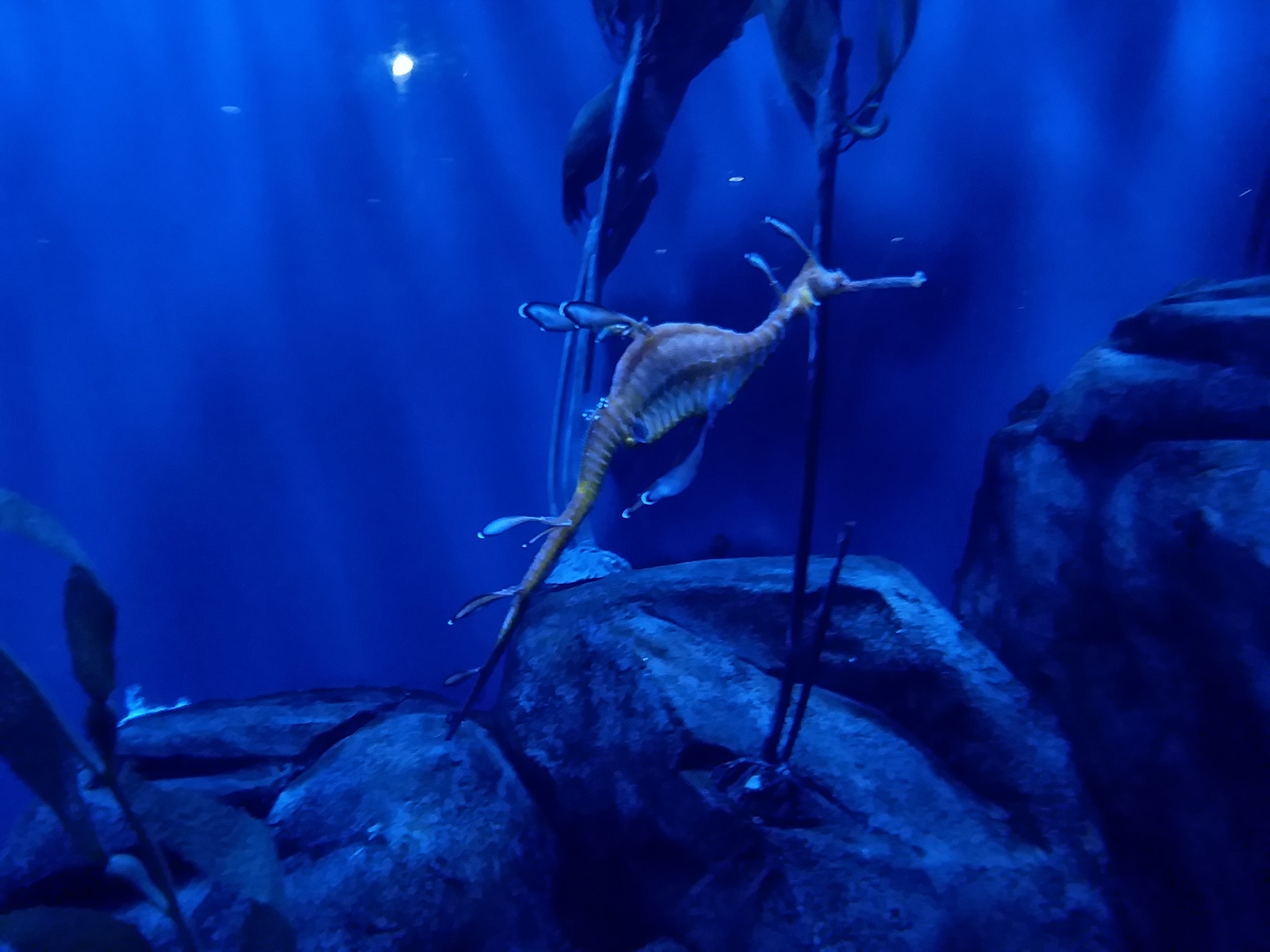 austraalia narmaskala, flikfisk, glauert's sea-dragon, leafy seadragon, levämerihevonen, raitalehvähevonen, 枝叶海马, 枝葉海馬
