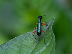 Neocollyris