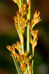 Machaerina deplanchei
