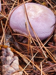 Cortinarius traganus