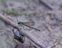 Argia moesta
