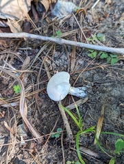 Clitocybe odora