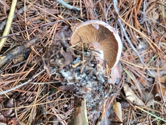 Cortinarius traganus