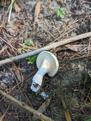 Clitocybe odora