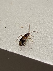 Ceratocapsus modestus