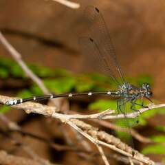 Caledopteryx maculata