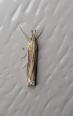 Crambus leachellus