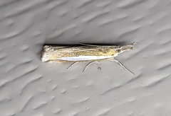 Crambus leachellus