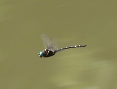 Macromia pacifica × taeniolata