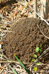 Microcerotermes novaecaledoniae