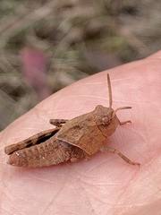 Pardalophora apiculata