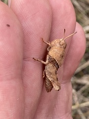 Pardalophora apiculata